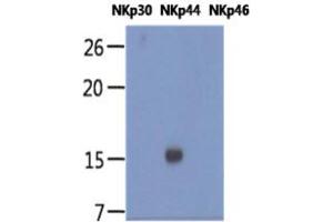 The recombinant human proteins of NKp30, NKp44, and NKp46 (each 20ng per well) were resolved by SDS-PAGE, transferred to PVDF membrane and probed with anti-human NKp44 antibody (1:1000). (NKp44/NCR2 antibody)
