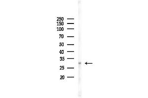 anti-Cyclin G1 (CCNG1) (Internal Region) antibody