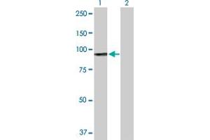 Western Blot analysis of H6PD expression in transfected 293T cell line by H6PD MaxPab polyclonal antibody. (Glucose-6-Phosphate Dehydrogenase antibody  (AA 1-791))