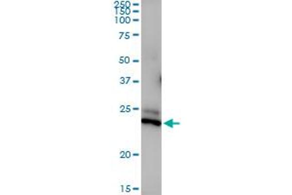 PRRG2 antibody  (AA 1-202)