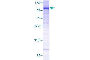 Image no. 1 for RNA Polymerase II Associated Protein 3 (RPAP3) (AA 1-631) protein (GST tag) (ABIN1318514)