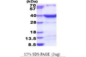 SDS-PAGE (SDS) image for Heat Shock Transcription Factor 2 Binding Protein (HSF2BP) (AA 1-334) protein (His tag) (ABIN5853840)