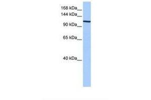 Image no. 1 for anti-Exportin 1 (XPO1) (AA 809-858) antibody (ABIN6737926) (XPO1 antibody  (AA 809-858))