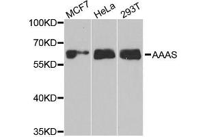 Western blot analysis of extracts of various cell lines, using AAAS antibody. (Adracalin antibody  (AA 287-546))