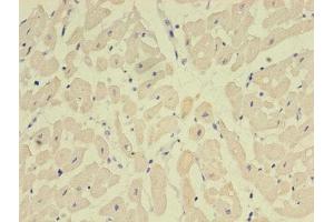 Immunohistochemistry of paraffin-embedded human heart tissue using ABIN7161056 at dilution of 1:100 (NPPB antibody  (AA 27-102))