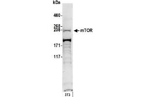 Western Blotting (WB) image for anti-Mechanistic Target of Rapamycin (serine/threonine Kinase) (mTOR) (AA 1350-1400) antibody (ABIN7449772) (MTOR antibody  (AA 1350-1400))