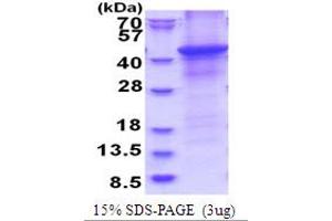 SDS-PAGE (SDS) image for Hyaluronan and Proteoglycan Link Protein 1 (HAPLN1) (AA 16-354) protein (His tag) (ABIN5778036)