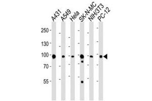 Western blot analysis of lysate from A431, A549, HeLa, SK-N-MC, mouse NIH3T3, rat PC-12 cell line using HSP90 antibody at 1:1000. (HSP90 antibody  (N-Term))