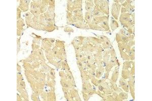 Immunohistochemistry of paraffin-embedded Mouse heart using PSMC2 Polyclonal Antibody at dilution of 1:100 (40x lens). (PSMC2 antibody)