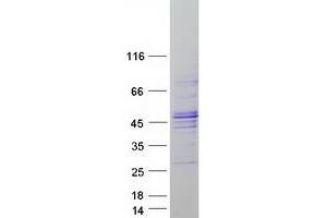 Validation with Western Blot (FBXO31 Protein (Myc-DYKDDDDK Tag))
