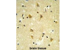 Immunohistochemistry (IHC) image for anti-MpV17 Mitochondrial Inner Membrane Protein (MPV17) antibody (ABIN3003896) (MPV17 antibody)