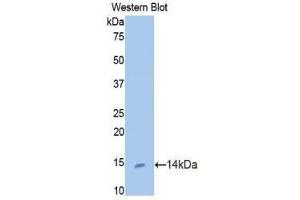 Western Blotting (WB) image for anti-Urocortin (UCN) (AA 31-121) antibody (ABIN1172637) (Urocortin antibody  (AA 31-121))