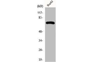 Western Blot analysis of HepG2 cells using Fnk Polyclonal Antibody (PLK3 antibody  (Internal Region))