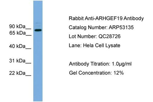 ARHGEF19 antibody  (Middle Region)