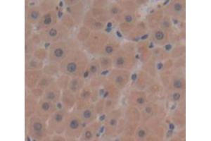 Figure. (GNMT antibody  (AA 2-295))