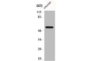 Western Blot analysis of A549 cells using CLK2 Polyclonal Antibody