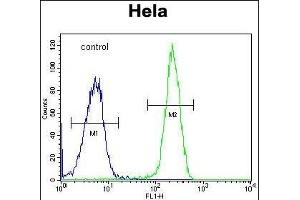 FOXK1 Antibody (C-term) (ABIN1881350 and ABIN2843100) flow cytometric analysis of Hela cells (right histogram) compared to a negative control cell (left histogram). (Foxk1 antibody  (C-Term))