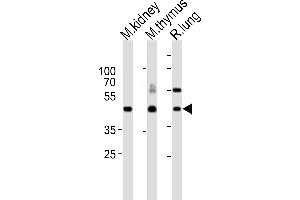 Western blot analysis of lysates from mouse kidney, mouse thymus, rat lung tissue lysate (from left to right), using Dlk1 Antibody (C-term) (ABIN6243158 and ABIN6577630). (DLK1 antibody  (C-Term))