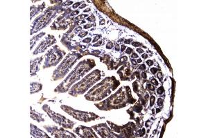 IHC testing of FFPE mouse small intestine tissue with Dynamin 1 antibody at 1ug/ml. (Dynamin 1 antibody)