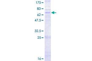 Image no. 1 for Chemokine (C-X-C Motif) Receptor 5 (CXCR5) (AA 1-372) protein (GST tag) (ABIN7536621) (CXCR5 Protein (AA 1-372) (GST tag))