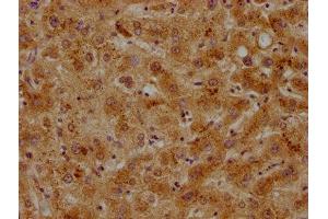 IHC image of ABIN7139731 diluted at 1:500 and staining in paraffin-embedded human liver tissue performed on a Leica BondTM system. (Apolipoprotein C-II antibody  (AA 20-38))