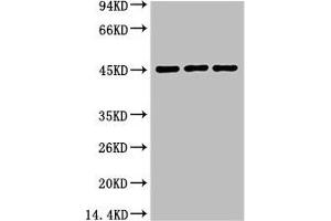 Western blot analysis of 1) Hela, 2) Mouse Heart tissue, 3) Rat Heart Tissue, diluted at 1:2000. (Aquaporin 4 antibody)