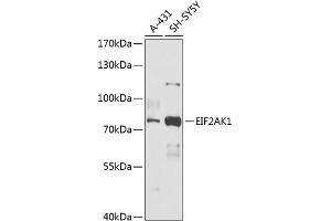 Western blot analysis of extracts of various cell lines, using EIF2 antibody (ABIN6131600, ABIN6140021, ABIN6140022 and ABIN6218371) at 1:1000 dilution. (EIF2AK1 antibody  (AA 371-630))