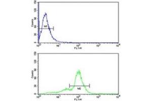 ACR antibody flow cytometric analysis of human MDA-MB231 cells (bottom histogram) compared to a negative control (top histogram). (Acrosin antibody  (AA 99-127))