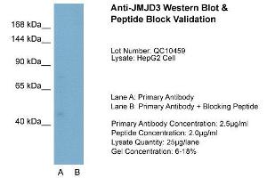 Host:  Rabbit  Target Name:  JMJD3  Sample Type:  HepG2  Lane A:  Primary Antibody  Lane B:  Primary Antibody + Blocking Peptide  Primary Antibody Concentration:  2. (Kdm6b antibody  (Middle Region))