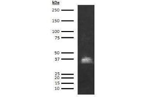 Western Blotting (WB) image for anti-Azurocidin 1 (AZU1) antibody (Biotin) (ABIN613011) (Azurocidin antibody  (Biotin))