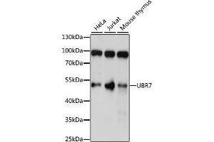 Western blot analysis of extracts of various cell lines, using UBR7 antibody (ABIN7271137) at 1:1000 dilution. (UBR7 antibody  (AA 76-425))