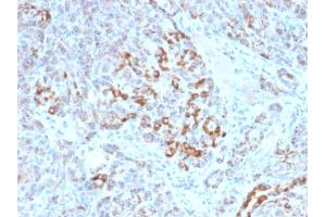 Formalin-fixed, paraffin-embedded human Pancreas stained with Frataxin Mouse Monoclonal Antibody (FXN/2124).