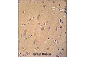 GCC2 antibody immunohistochemistry analysis in formalin fixed and paraffin embedded human brain tissue followed by peroxidase conjugation of the secondary antibody and DAB staining. (GCC2 antibody  (C-Term))