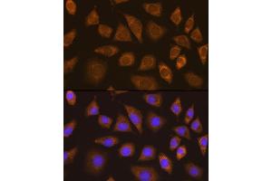 Immunofluorescence analysis of L929 cells using TRIM25 Rabbit pAb  at dilution of 1:100. (TRIM25 antibody  (AA 100-400))