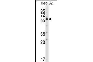 SLC30A1 Antibody (C-term) (ABIN657893 and ABIN2846845) western blot analysis in HepG2 cell line lysates (35 μg/lane).