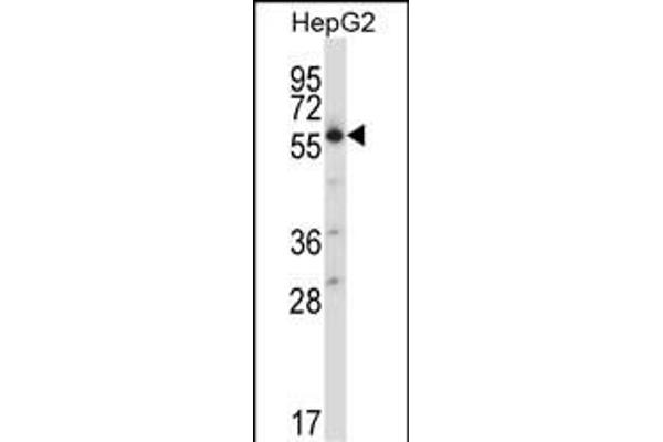 SLC30A1 anticorps  (C-Term)