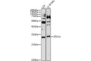Western blot analysis of extracts of various cell lines, using STX1A antibody (ABIN7270684) at 1:1000 dilution. (STX1A antibody)