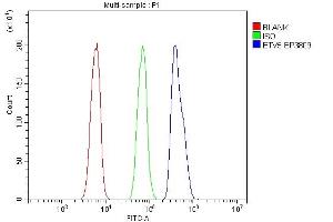 Flow Cytometry analysis of HL-60 cells using anti-ETV5 antibody (ABIN7602370). (ETV5 antibody  (AA 72-246))