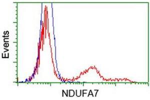 Flow Cytometry (FACS) image for anti-NADH Dehydrogenase (Ubiquinone) 1 alpha Subcomplex, 7, 14.5kDa (NDUFA7) antibody (ABIN1499664)
