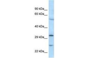 Image no. 1 for anti-MAD2L1 Binding Protein (MAD2L1BP) (N-Term) antibody (ABIN6747488) (MAD2L1BP antibody  (N-Term))