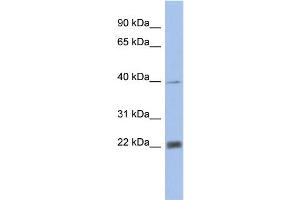 WB Suggested Anti-PSMA4 Antibody Titration: 0. (PSMA4 antibody  (N-Term))