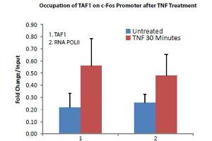 Transcription Initiation Factor TFIID Subunit 1 (TAF1) antibody was used to detect TAF1 in treated and untreated HeLa Cells. (TAF1 antibody  (C-Term))