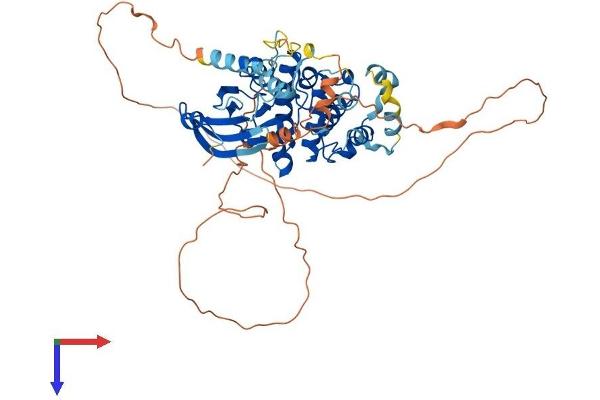 MAPK15 Protein (AA 1-544) (His tag)