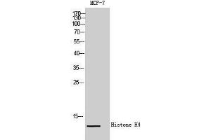 Western Blotting (WB) image for anti-Histone H4 (Lys321) antibody (ABIN3185043) (Histone H4 antibody  (Lys321))