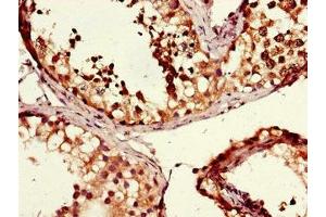 Immunohistochemistry of paraffin-embedded human testis tissue using ABIN7160373 at dilution of 1:100 (MSH4 antibody  (AA 501-800))