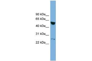 WB Suggested Anti-DEPDC7 Antibody Titration:  0. (DEPDC7 antibody  (N-Term))