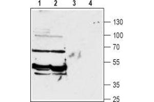 Western blot analysis of rat (lanes 1 and 3) and mouse (lanes 2 and 4) brain lysates: - 1,2. (SLC6A13 antibody  (Intracellular, N-Term))
