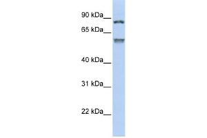 WB Suggested Anti-TRIM50 Antibody Titration:  0. (TRIM50 antibody  (Middle Region))