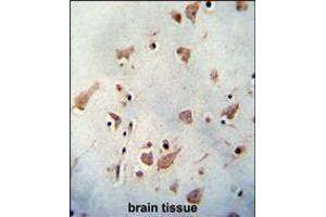 WDR48 antibody immunohistochemistry analysis in formalin fixed and paraffin embedded human brain tissue followed by peroxidase conjugation of the secondary antibody and DAB staining. (WDR48 antibody  (C-Term))