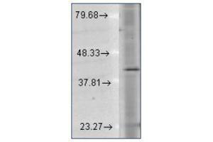 Western Blotting (WB) image for anti-Rhodopsin (RHO) (C-Term) antibody (ABIN487512) (Rhodopsin antibody  (C-Term))